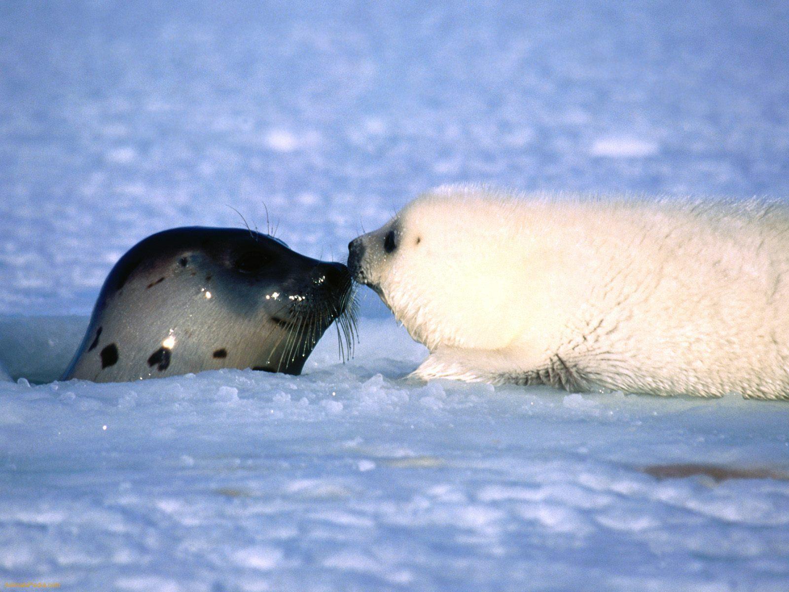 Widescreen Wallpaper of Baby Seal