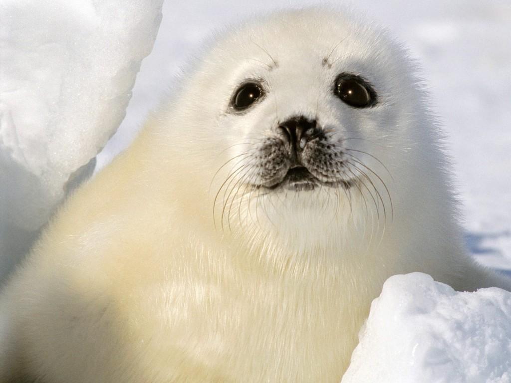 Download Free Baby Seal Wallpaper 1024x768