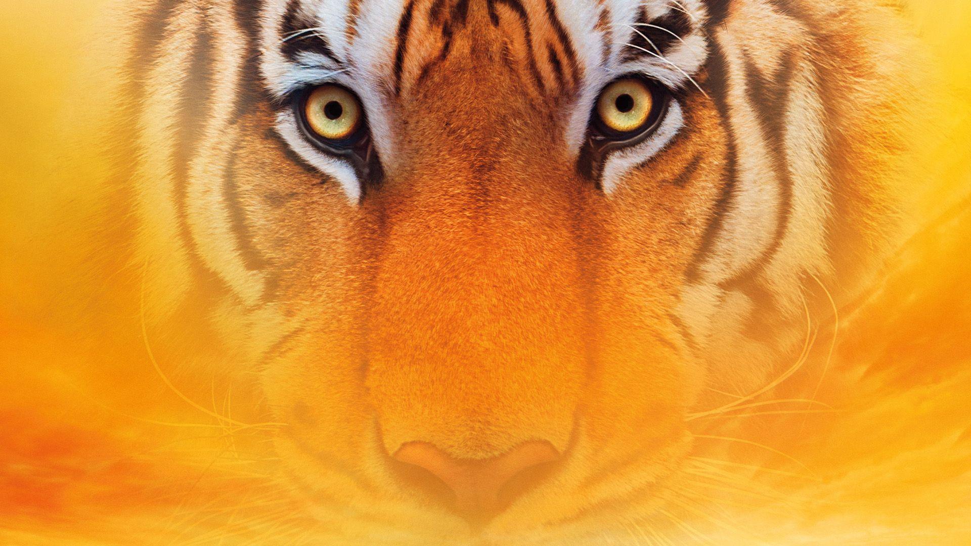 LIFE OF PI Tiger Tigers F Wallpaperx1080