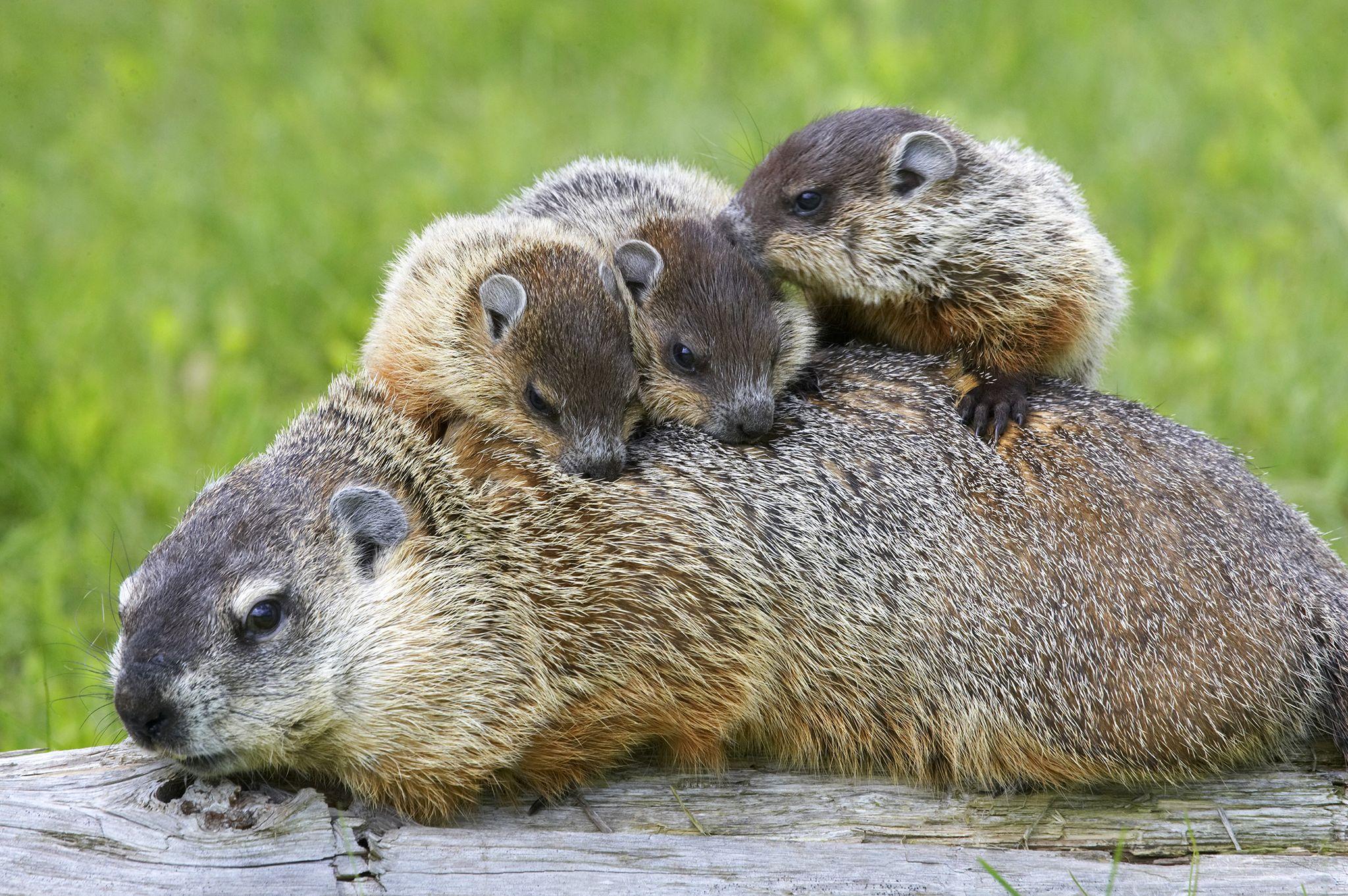 Things You Didn't Know About Groundhogs