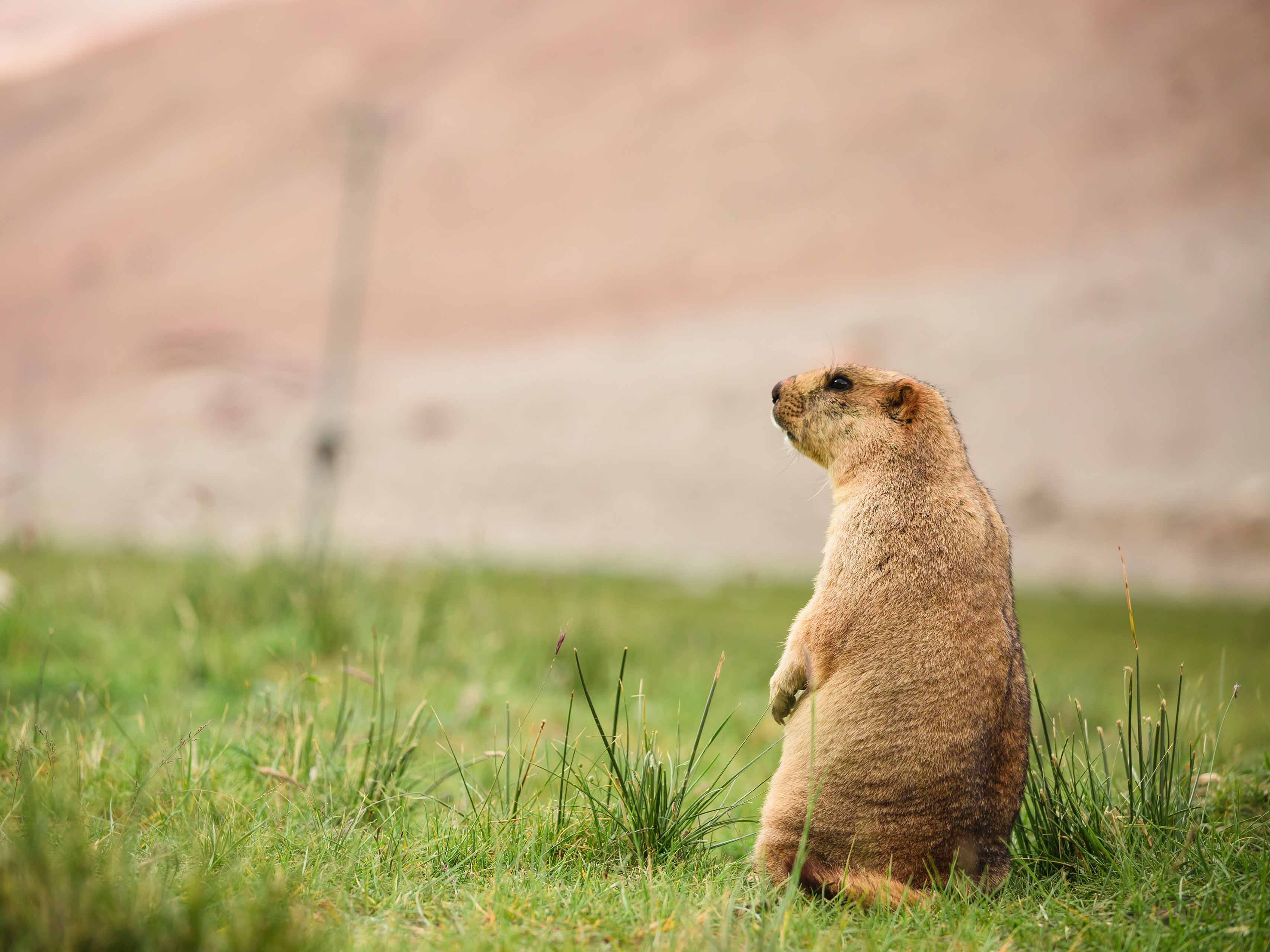 Groundhog Day Wallpaper HD free download, Desktop Background