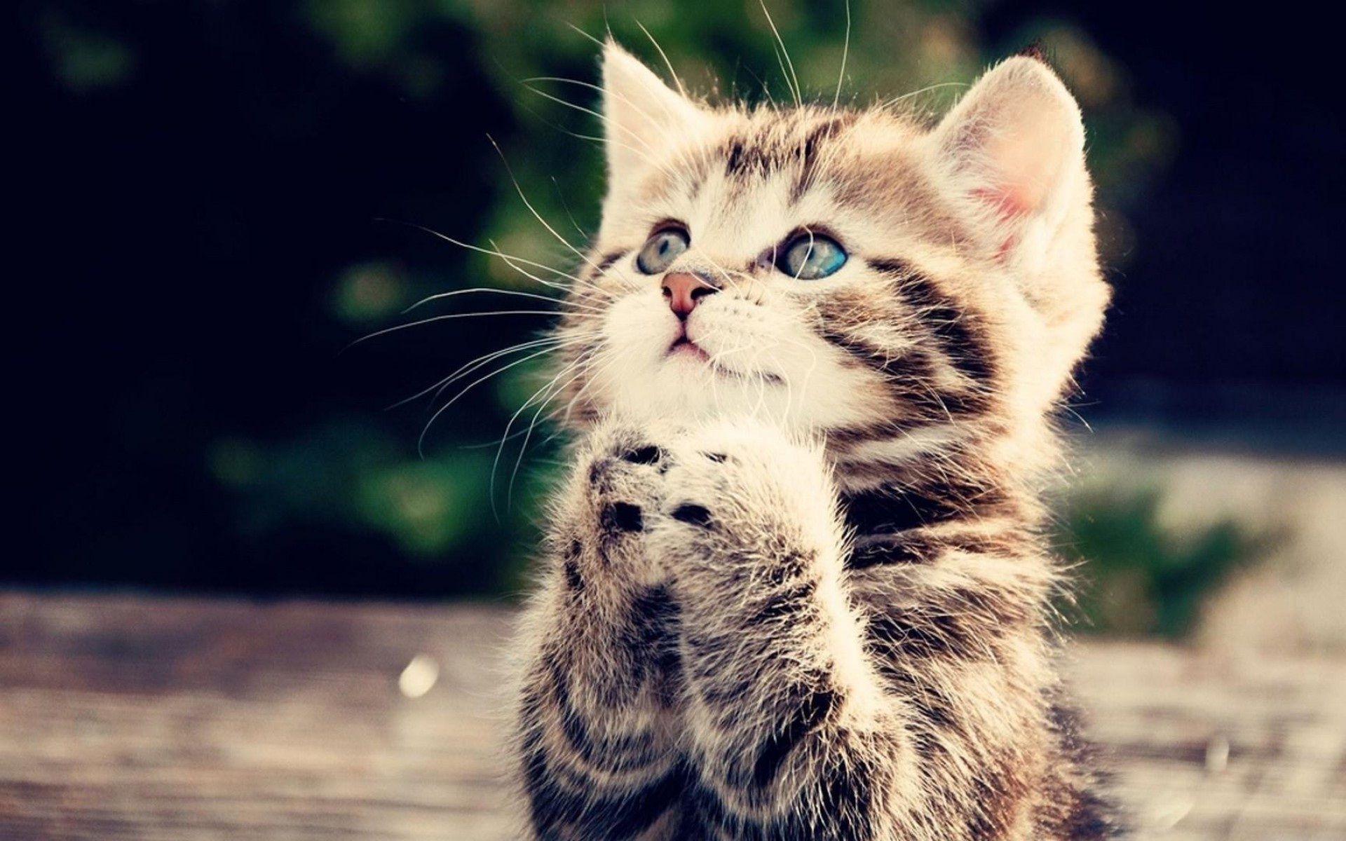 Cute cat pray to god please help me HD wallpaperNew HD wallpaper