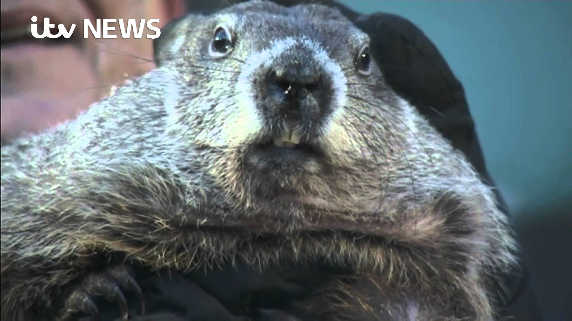 Groundhog Day: Punxsutawney Phil predicts an early spring