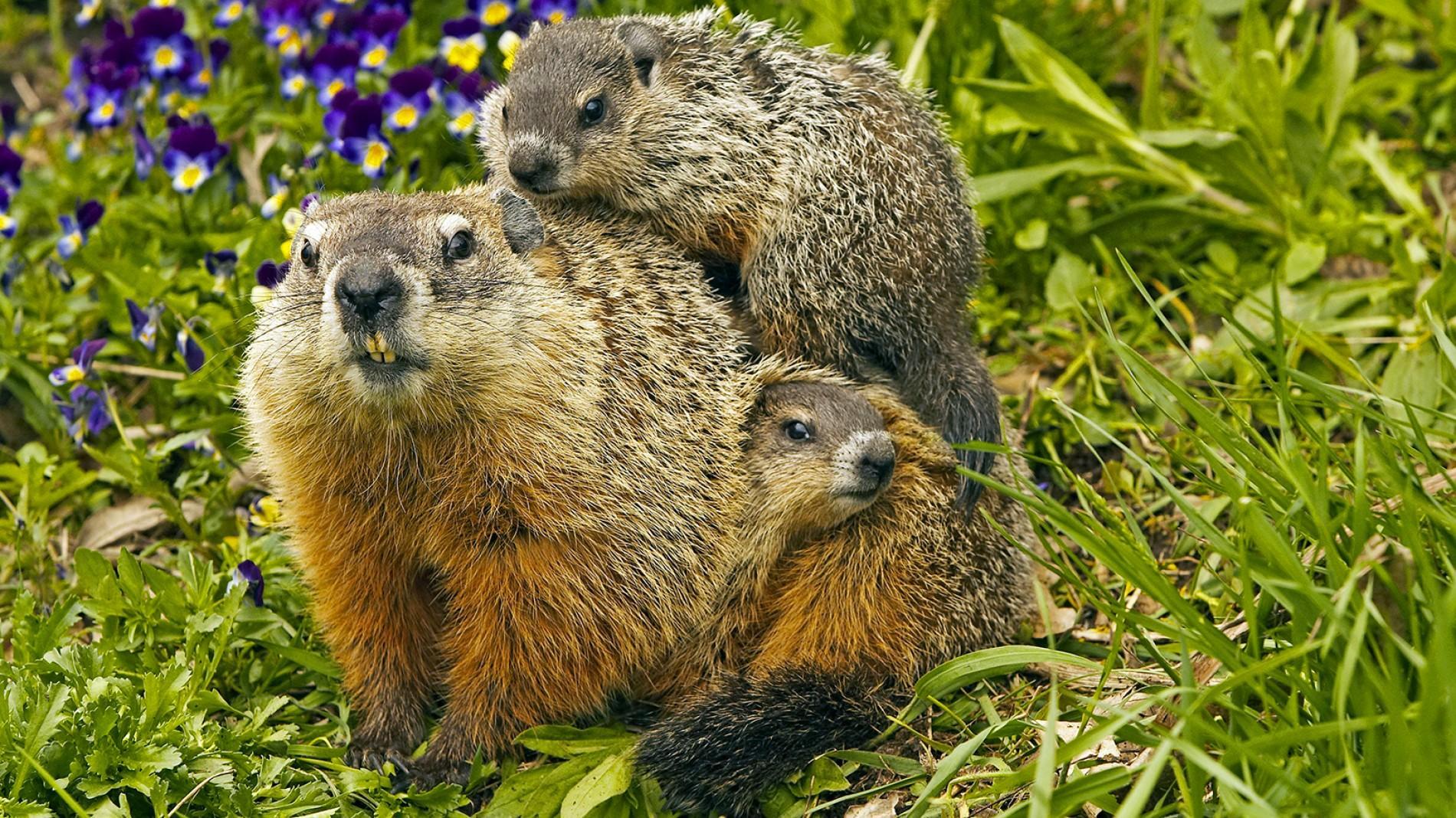 Groundhog Photo and Facts