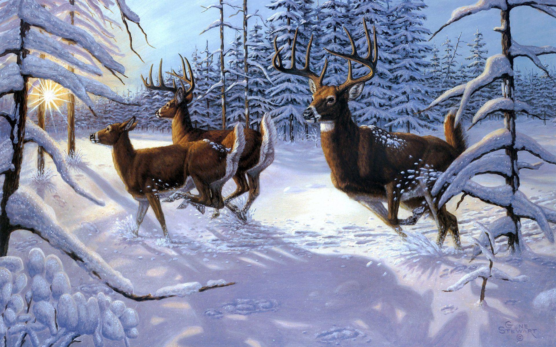 gene stewart winter sow forst deer picture 1920×1200 free smart