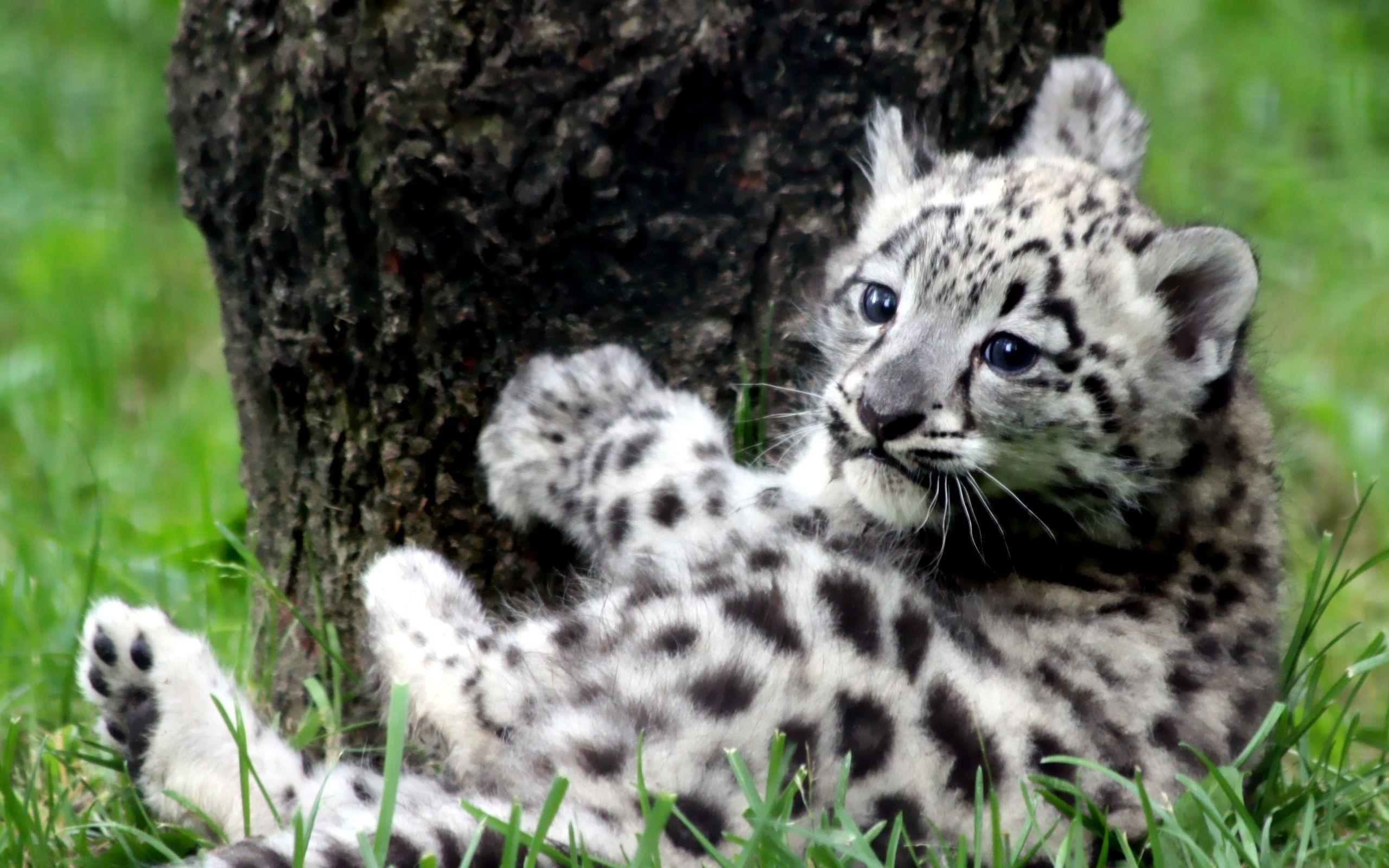 Full HDQ Snow Leopard Picture and Wallpaper Showcase