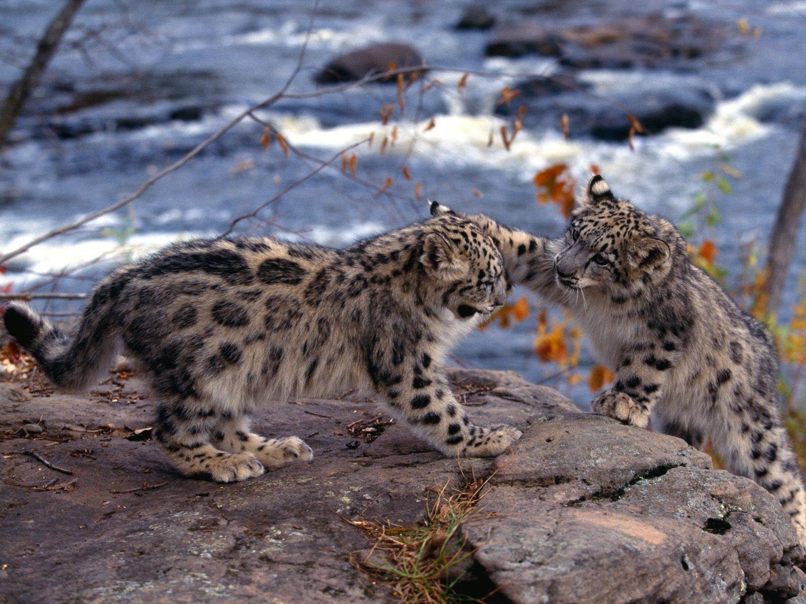 Snow Leopards Wallpaper Baby Animals Animals Wallpaper in jpg