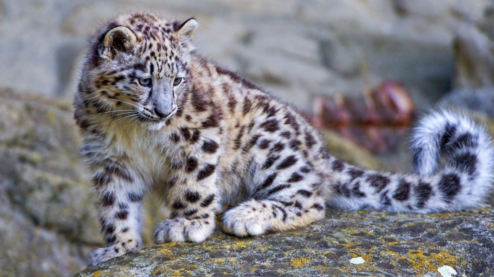 image of snow leopards. Snow leopard cub Wallpaper in 1600x900