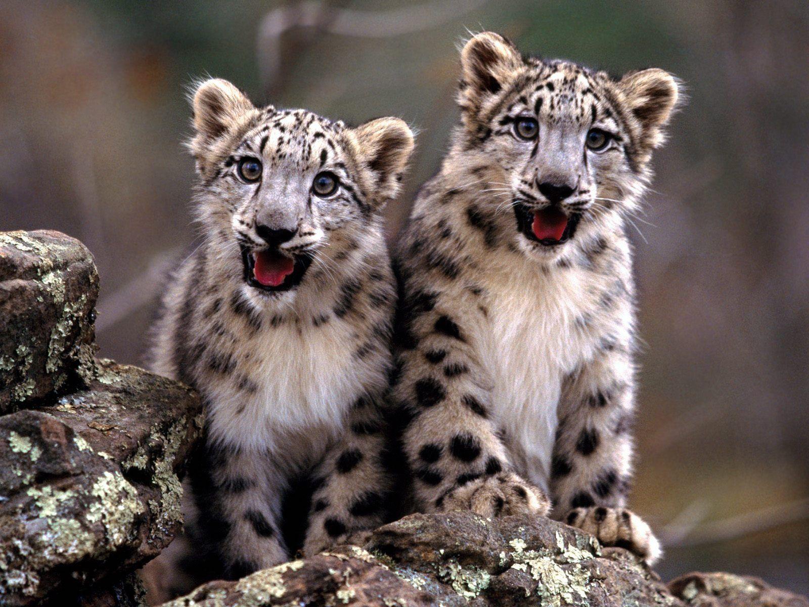Snow Leopard Cubs Wallpaper Baby Animals Animals Wallpaper in jpg
