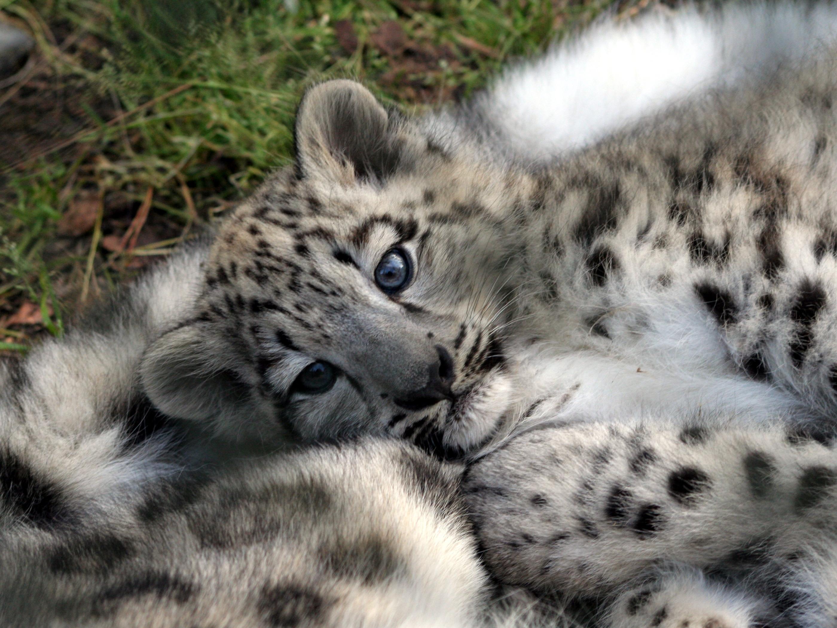 Baby Snow Leopard Wallpapers Wallpaper Cave