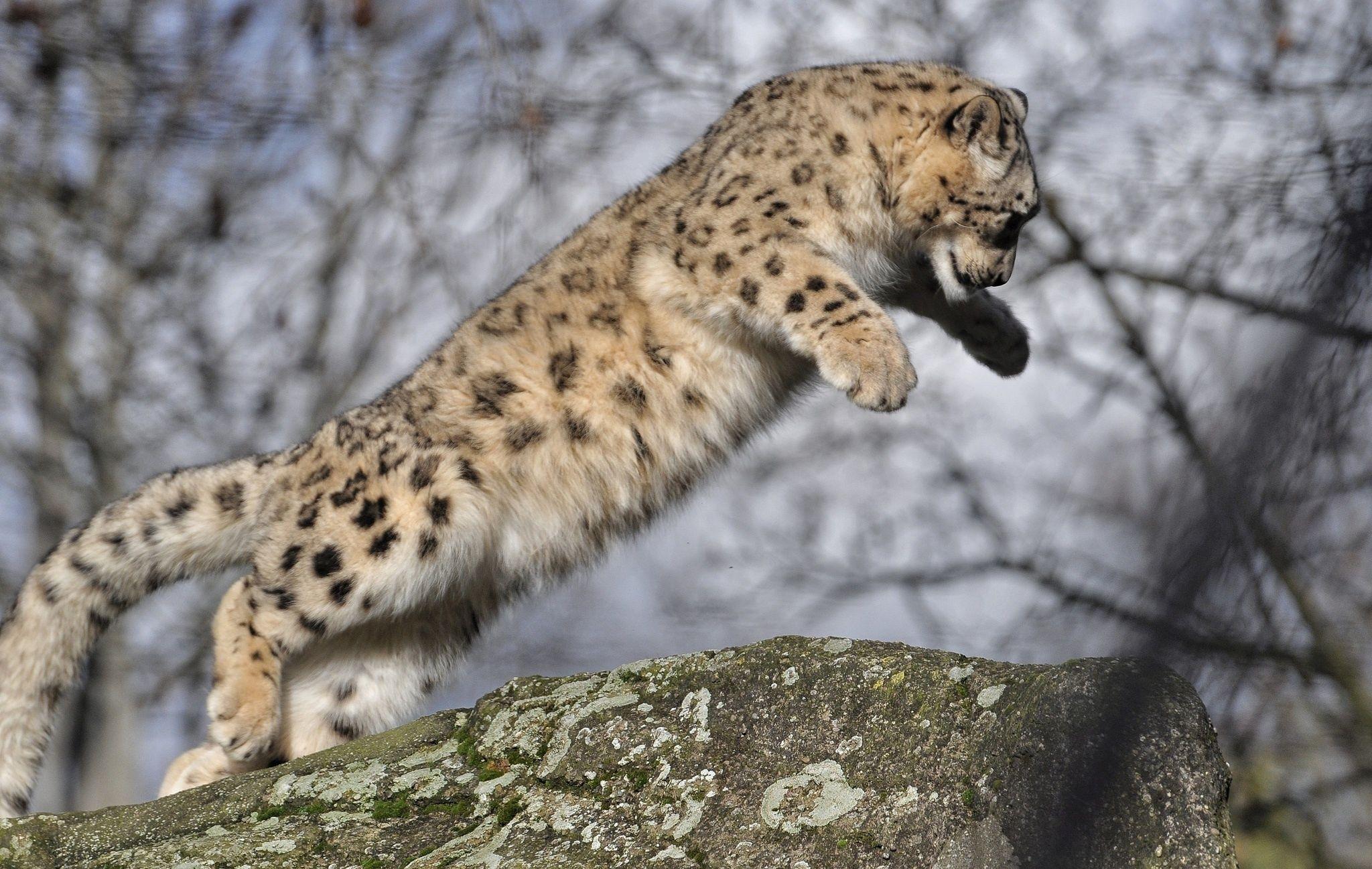 Snow leopard wild cat baby jump wallpaperx1297