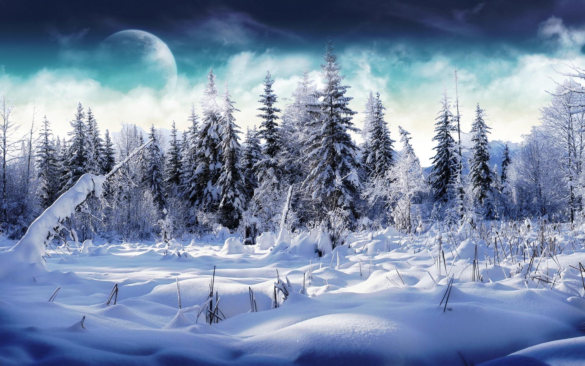 Winter Snowy forest 1920x1200 HD wallpaper_High Definition
