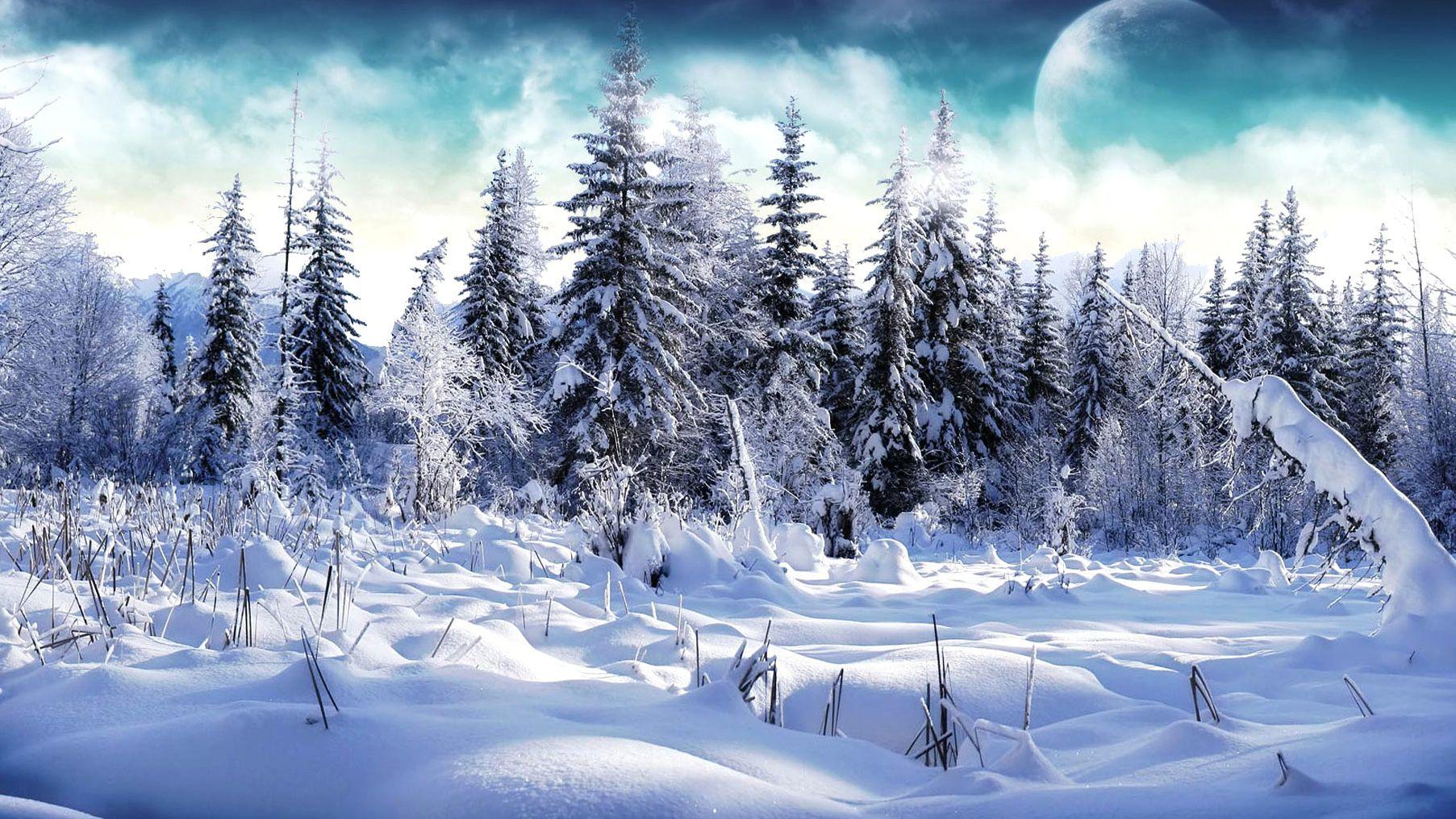 Winter, Snowy, Forest, Cool Nature Wallpaper, Organic, Plants