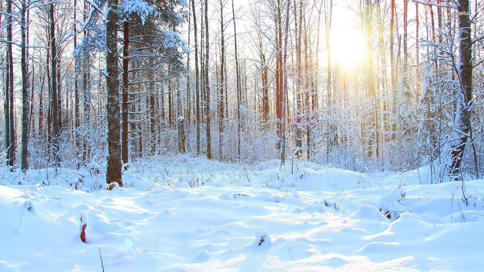 Snowy Forest Background Nature Wallpaper