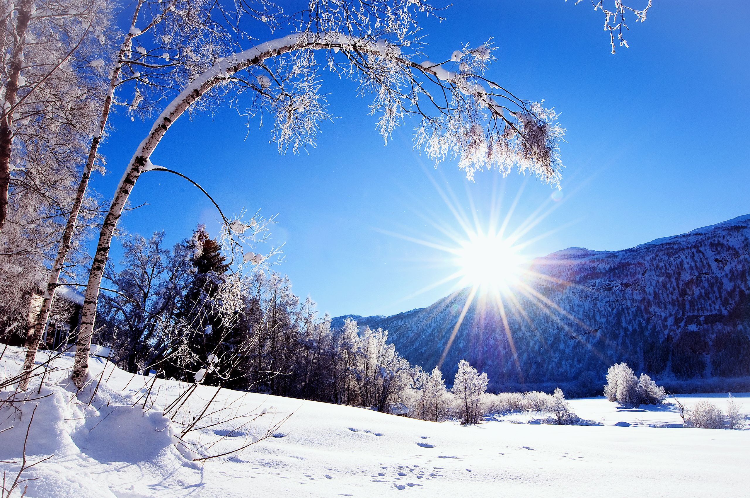 Nature Background In High Quality: Winter Snow