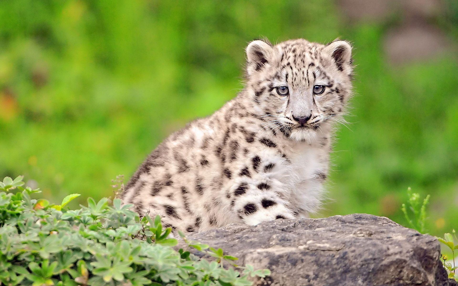 Newborn Snow Leopard Cubs. White Cutest Snow Leopard Cub