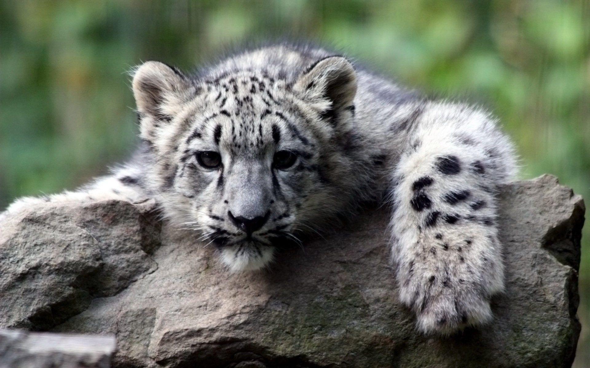 Snow Leopard Cub 698800