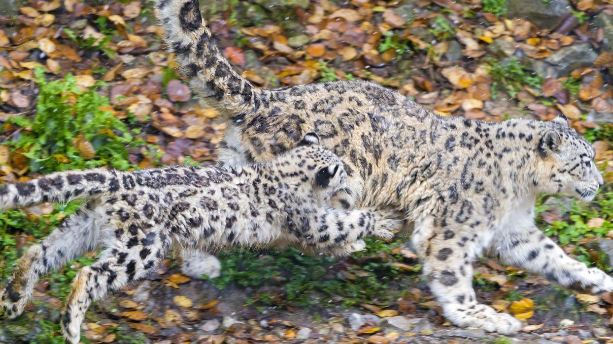 Snow leopard wild cat cub babies spots pattern wallpaperx1080