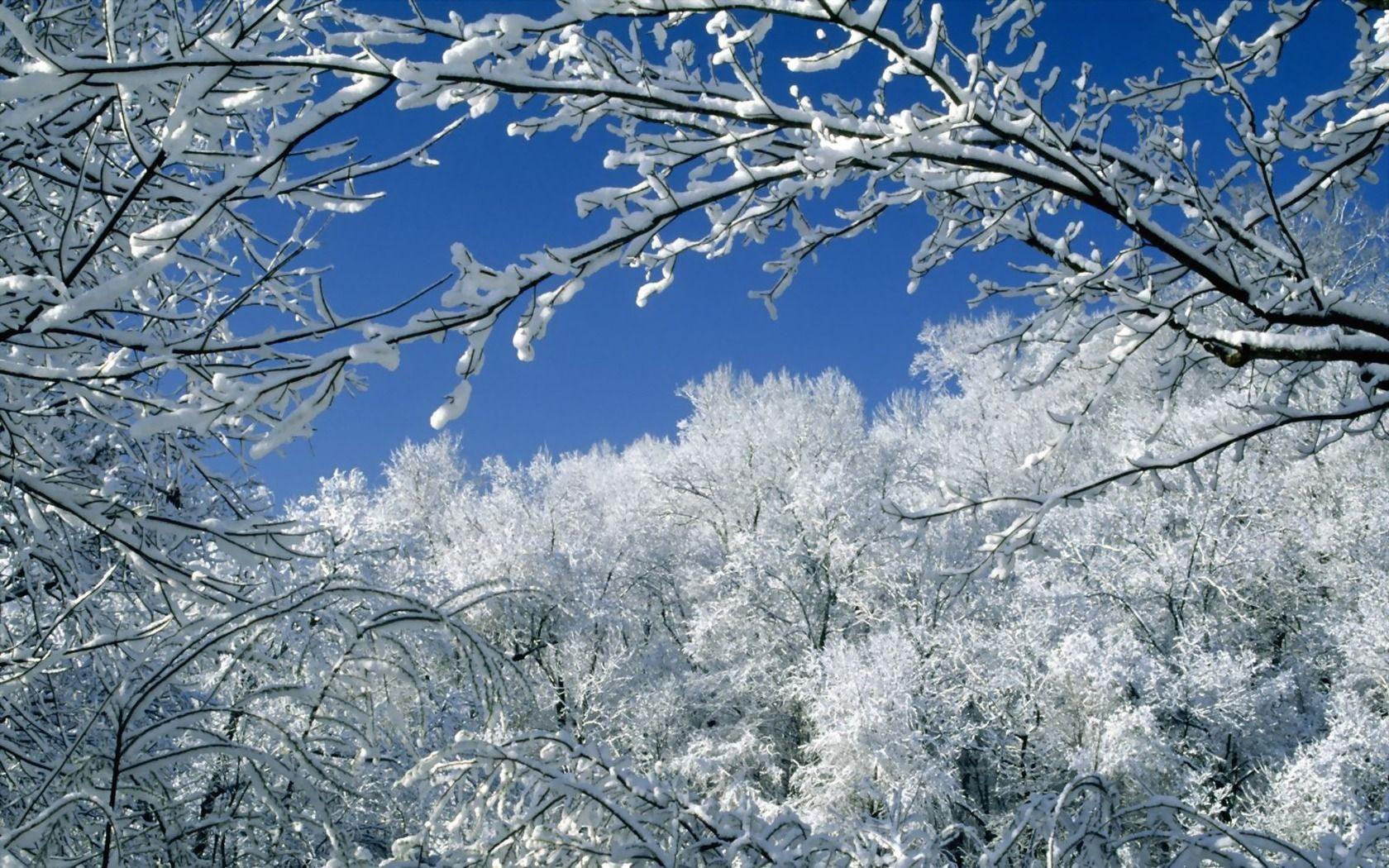 Trees Covered With Snow Wallpaper Winter Nature Wallpaper