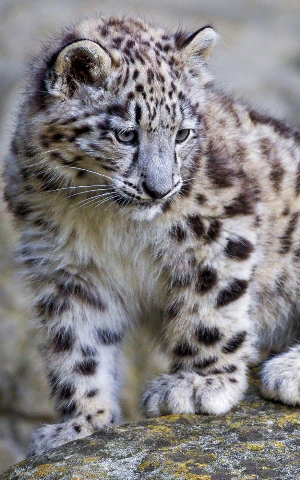 Baby Snow Leopard Mobile Wallpaper