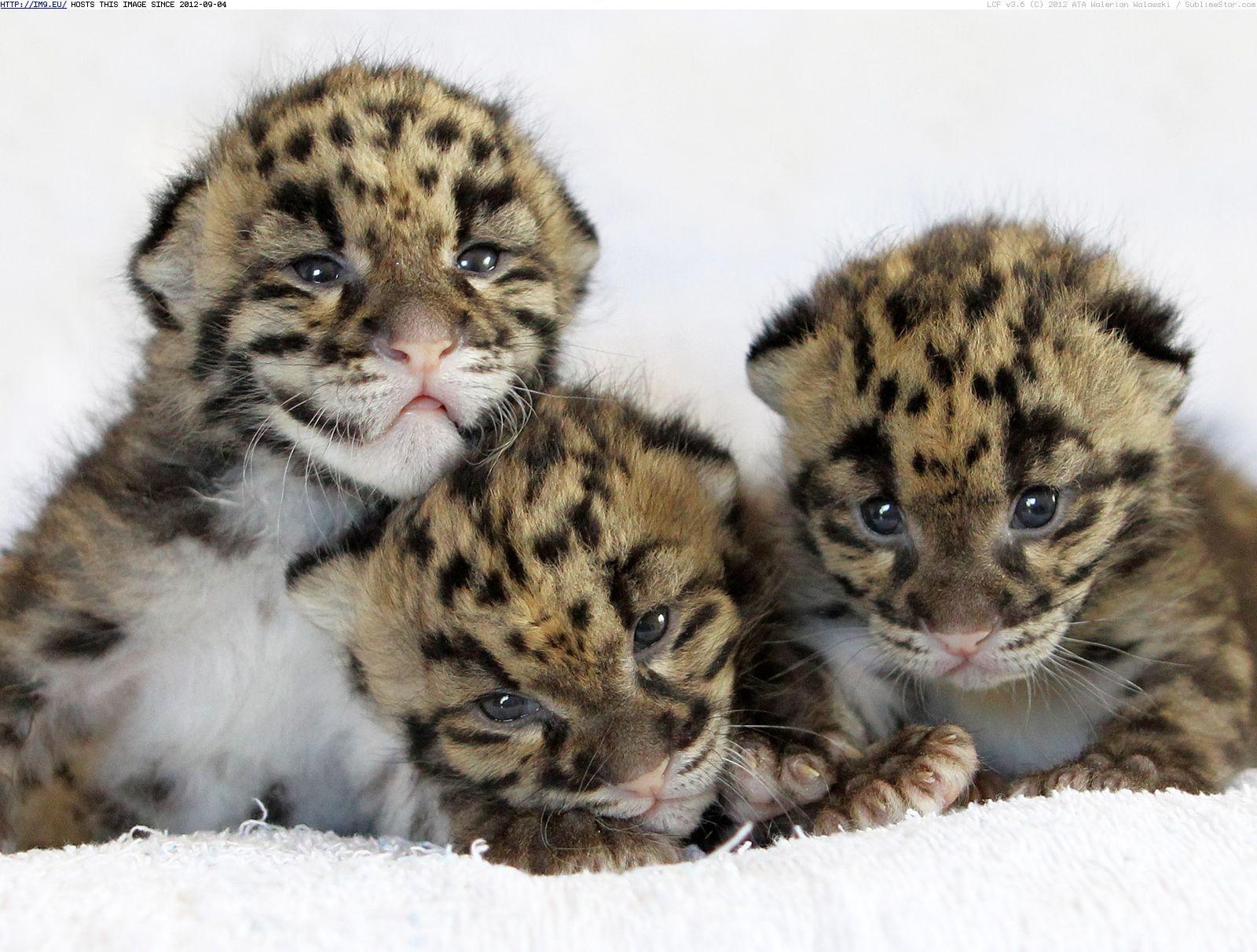 Snow leopard cubs wallpaper baby wallpaper for free downloadD