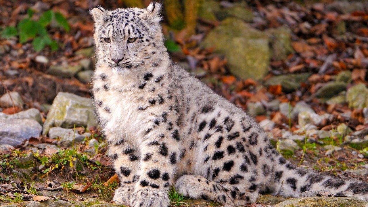 Wallpaper Leopard, snow leopard, sitting, watch, ground, nature
