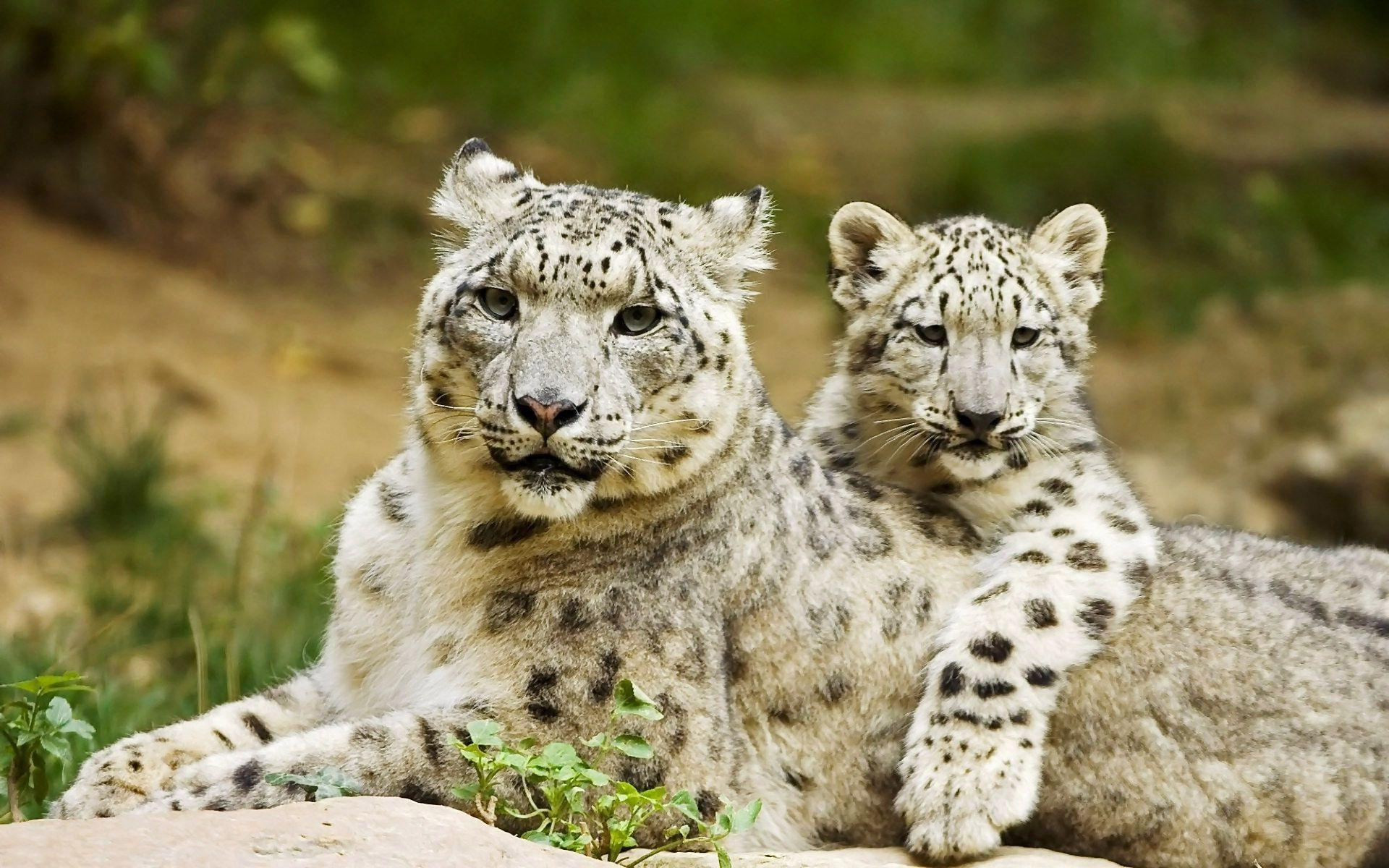Snow Leopard and its cub Wallpaper