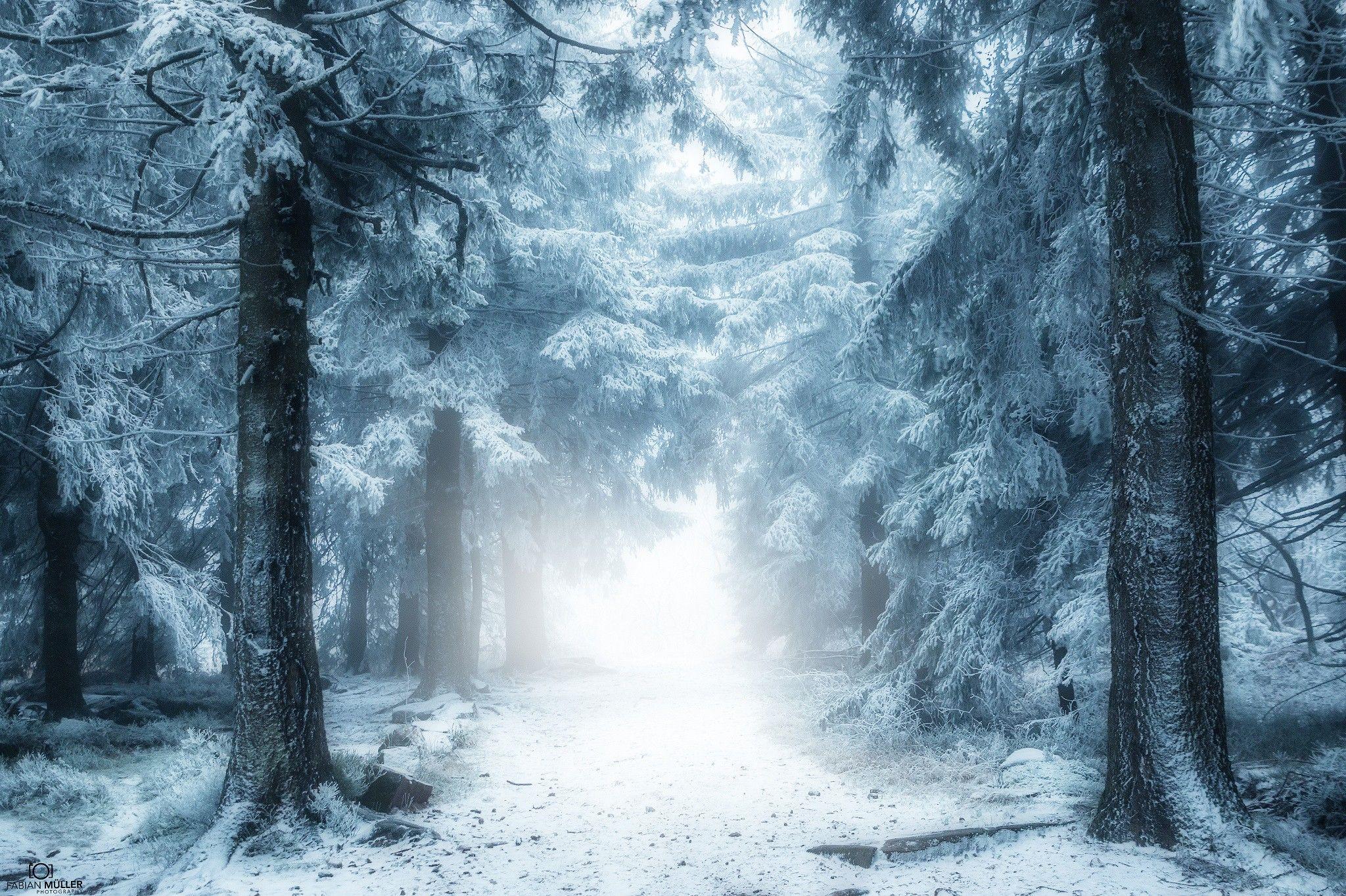 Winter: Winter Forest Snow Time Snowy Nature Woods HDR Wallpaper