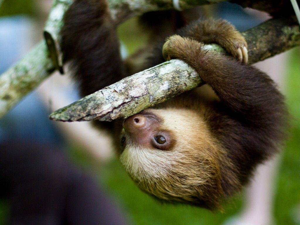 Baby Sloth Wallpaper