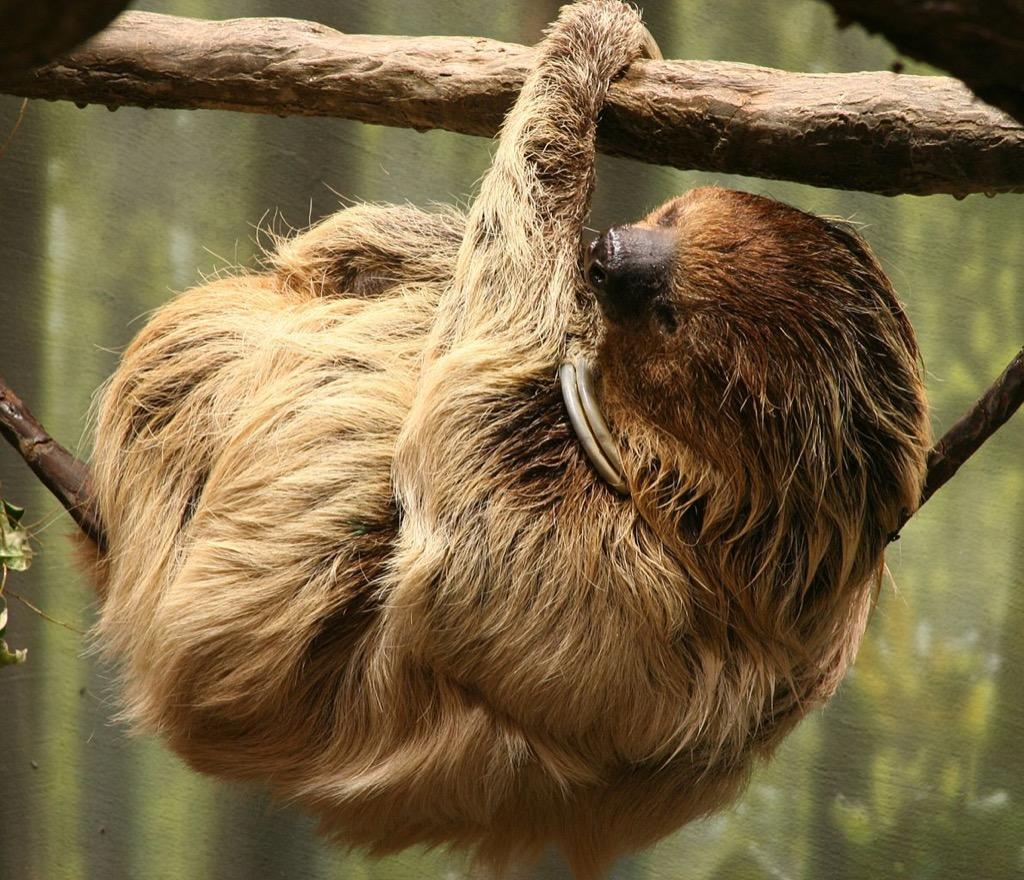 Baby Sloths Wallpaper Image Apps on Google Play