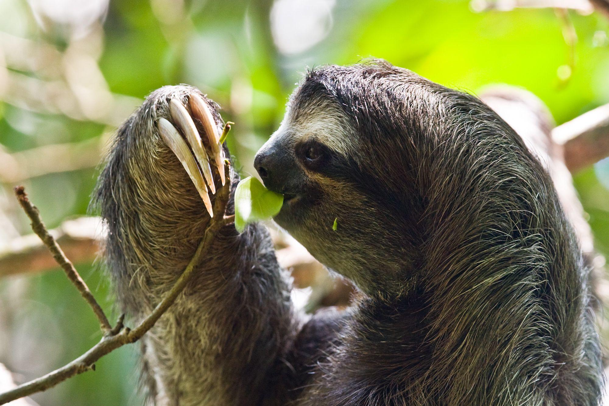 Why Sloths Live Life in the Slow Lane. PLOS Ecology Community