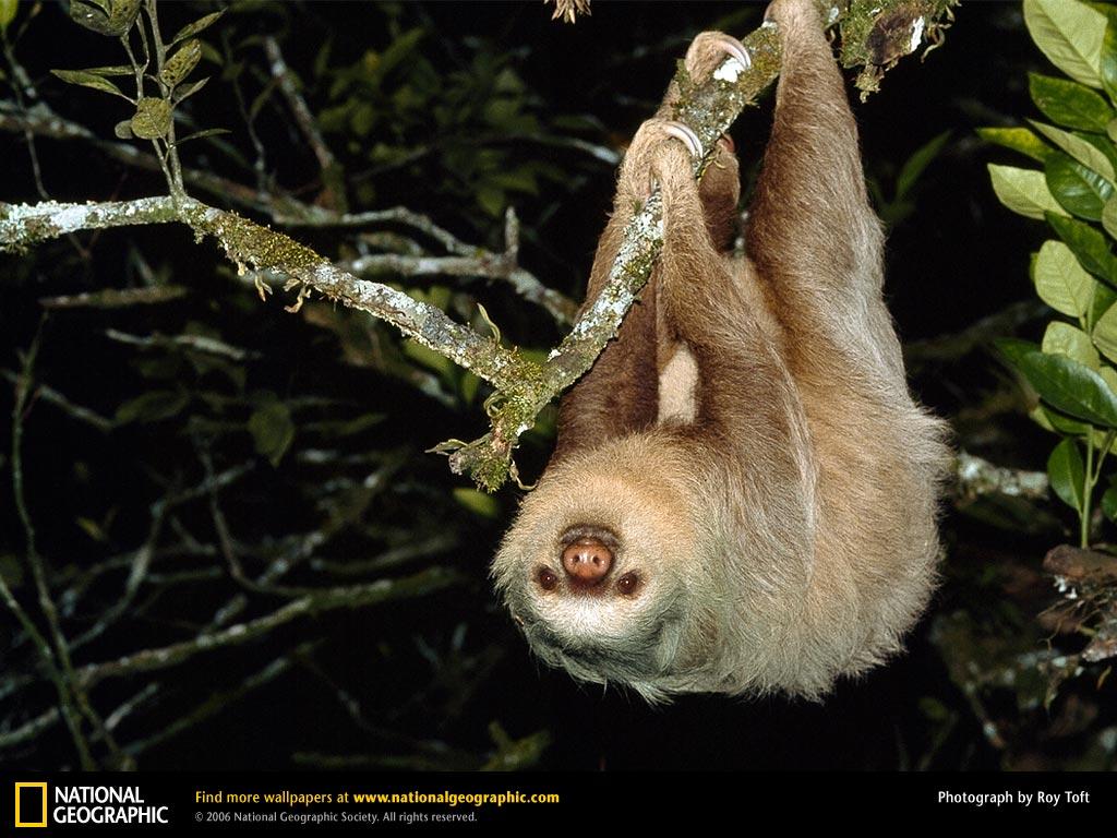 Sloth Picture, Sloth Desktop Wallpaper, Free Wallpaper, Download