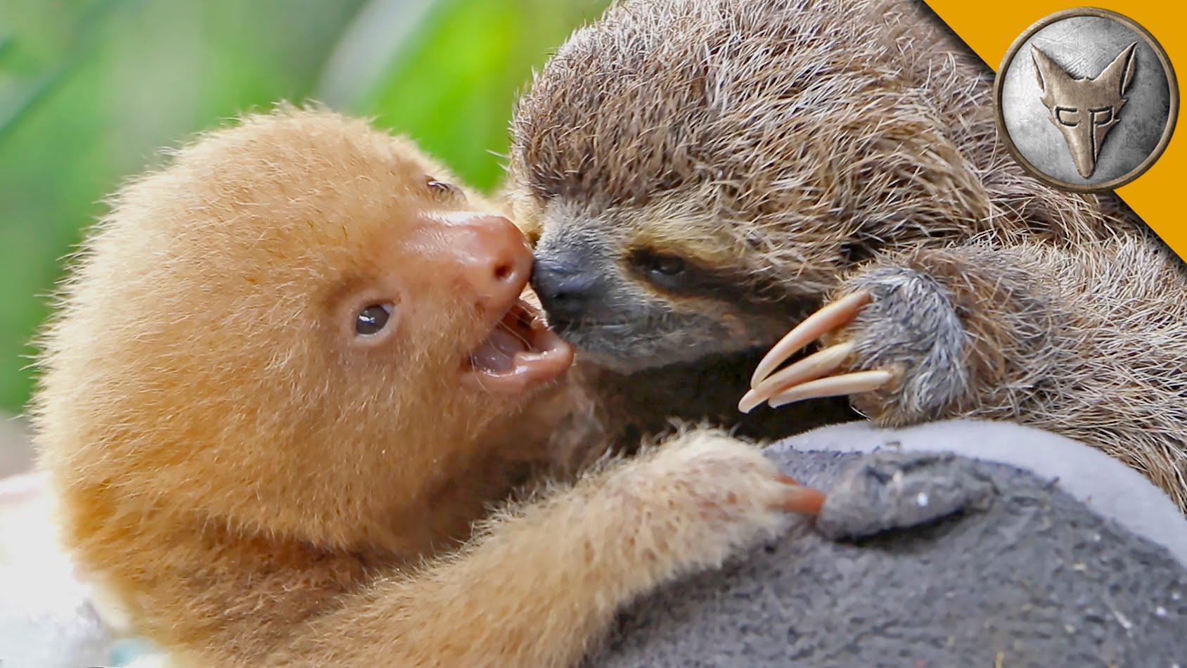 Sloth wallpapers, Humor, HQ Sloth pictures