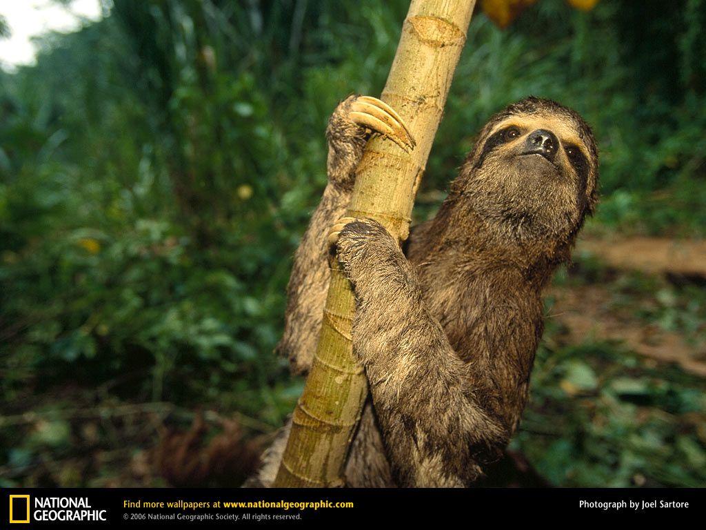 Sloth Picture, Sloth Desktop Wallpaper, Free Wallpaper, Download