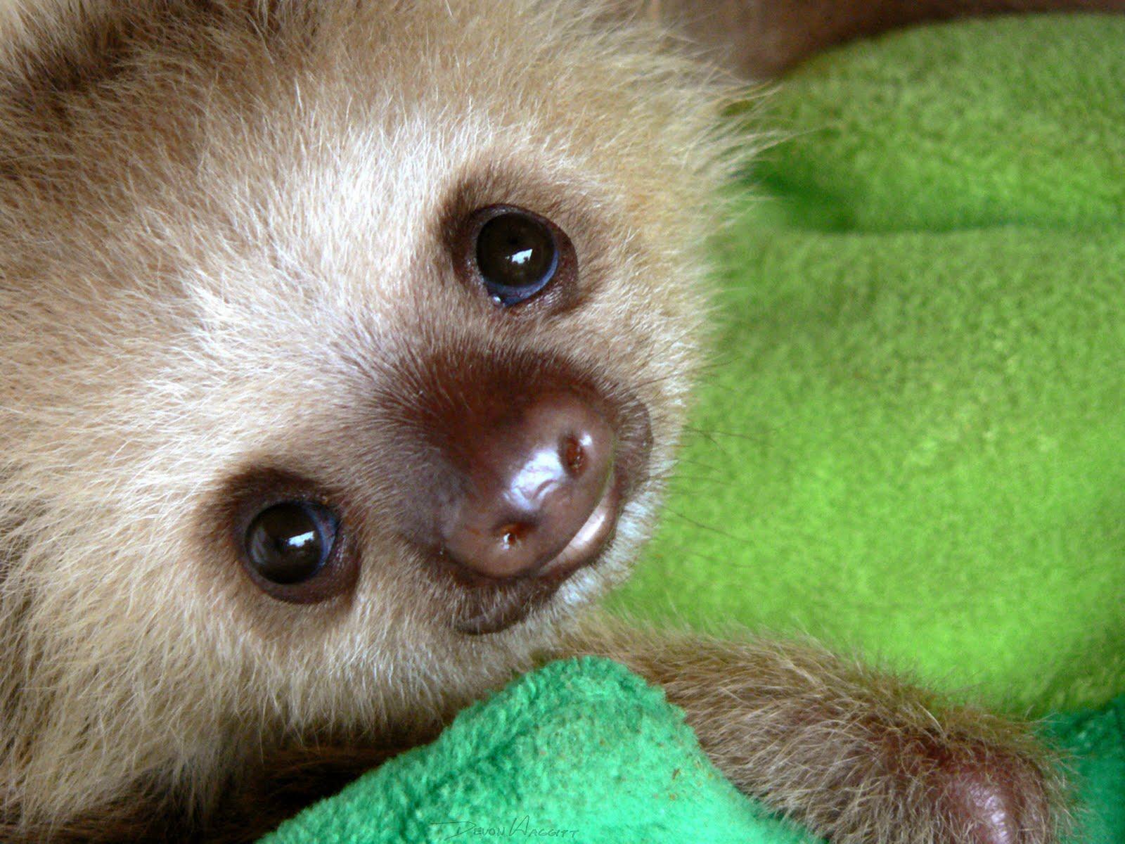 The Three Toed Sloths Baby And Adult Wallpaper