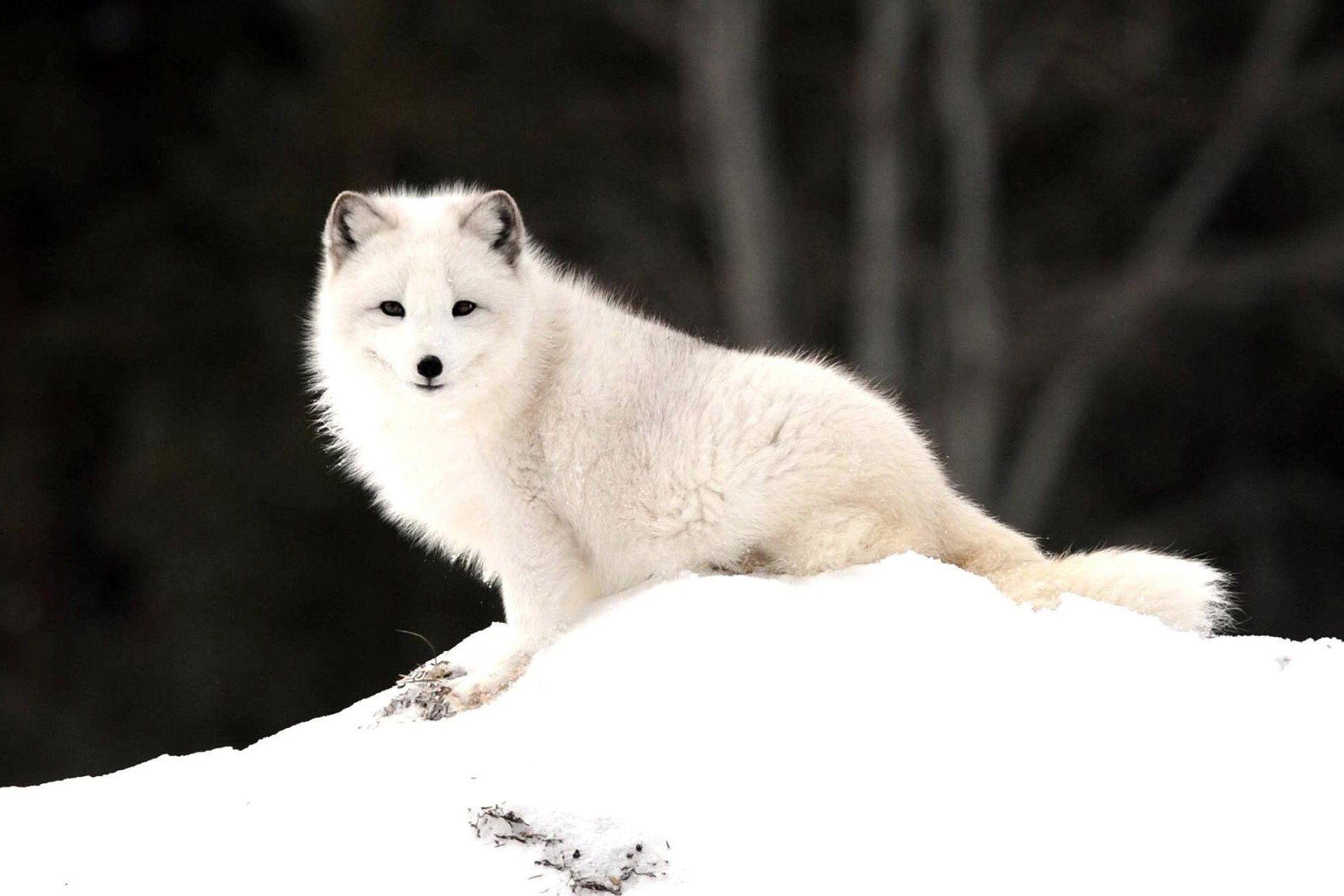 Arctic Fox HD Wallpaper and Background Image