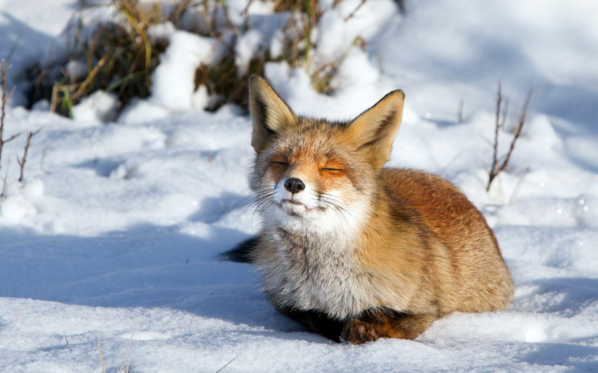 Snow, Muzzle, Fox wallpaper and image, picture