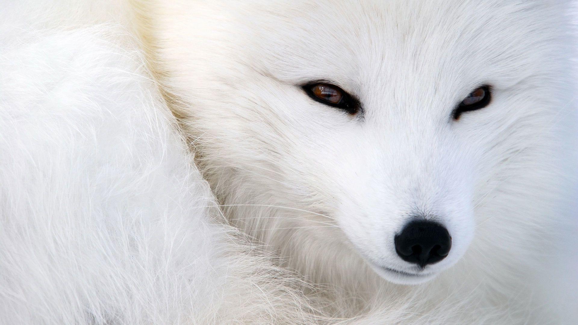 Wallpaper arctic fox, snow fox, white fox, polar fox, fox, snout