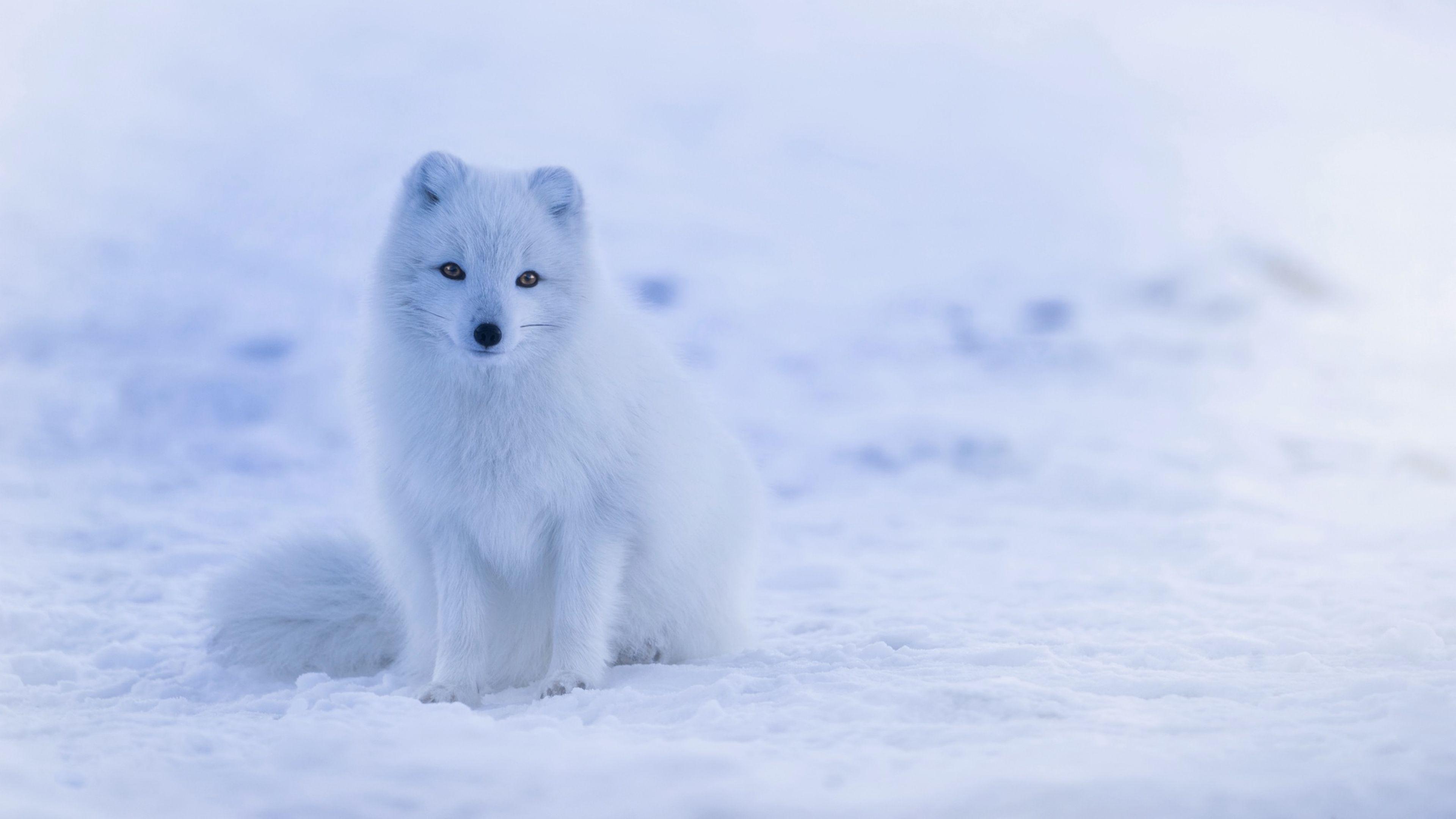 4K Ultra HD Arctic fox Wallpaper HD, Desktop Background