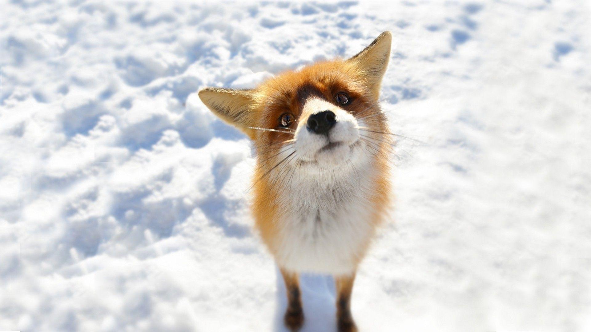 anime, Snow, Fox, Animals Wallpaper HD / Desktop and Mobile