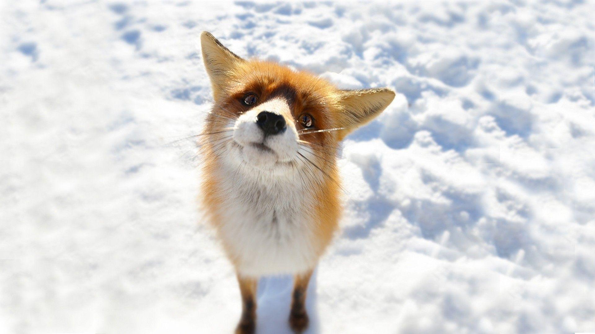 Desktop baby snow fox image