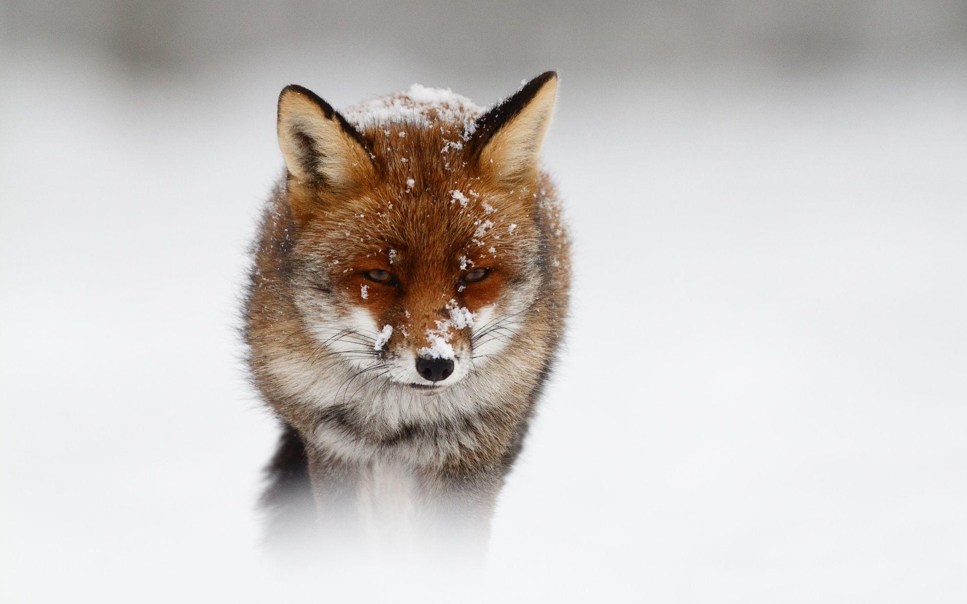 Fox In Snow Wallpaperx1200