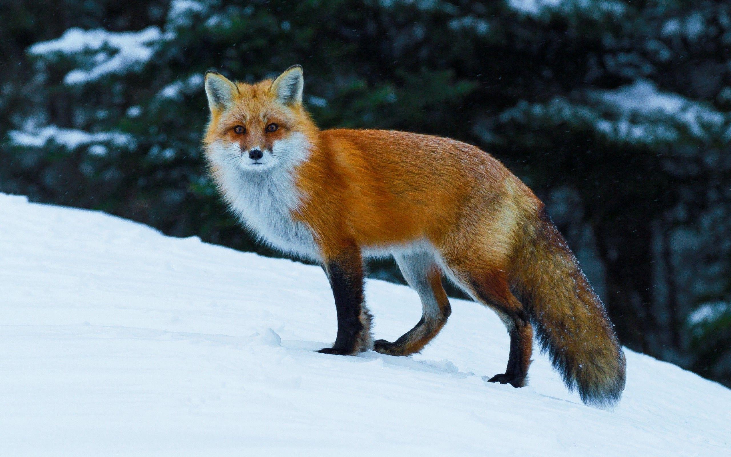 animals, Nature, Fox, Wildlife, Snow Wallpaper HD / Desktop