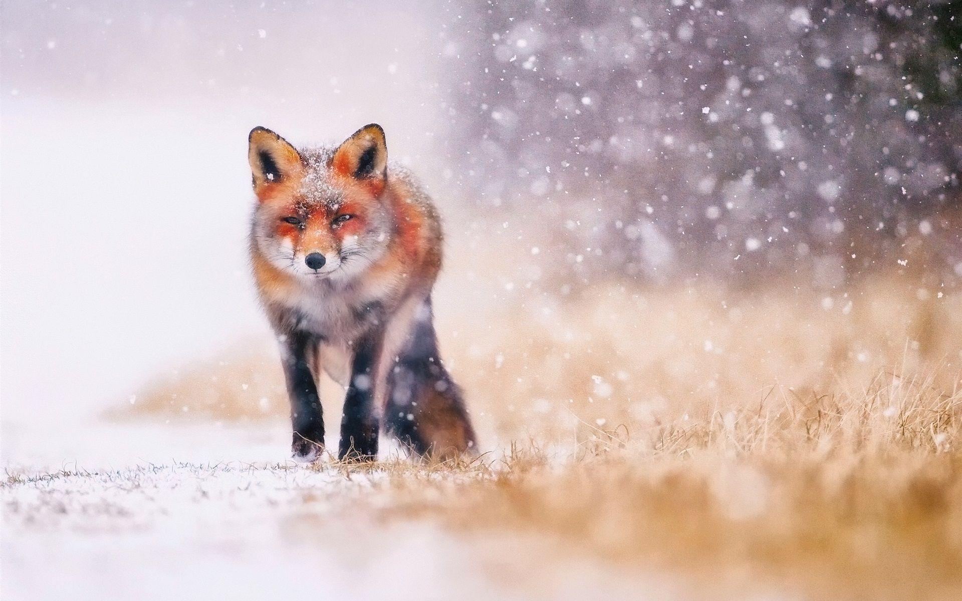Cold winter, snow, fox wallpaper