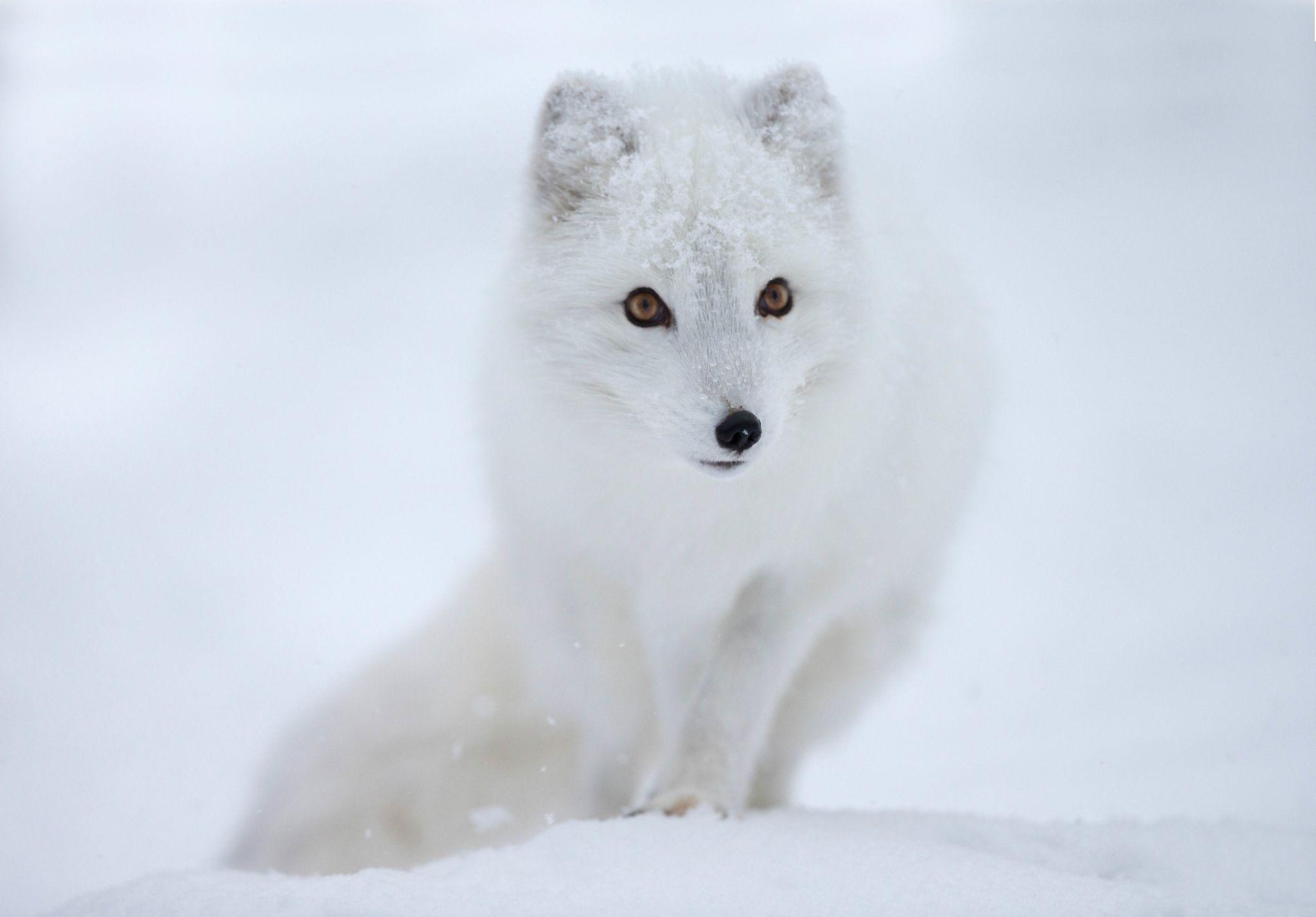 Snow, eyes, Fox, Arctic Fox wallpaper and image