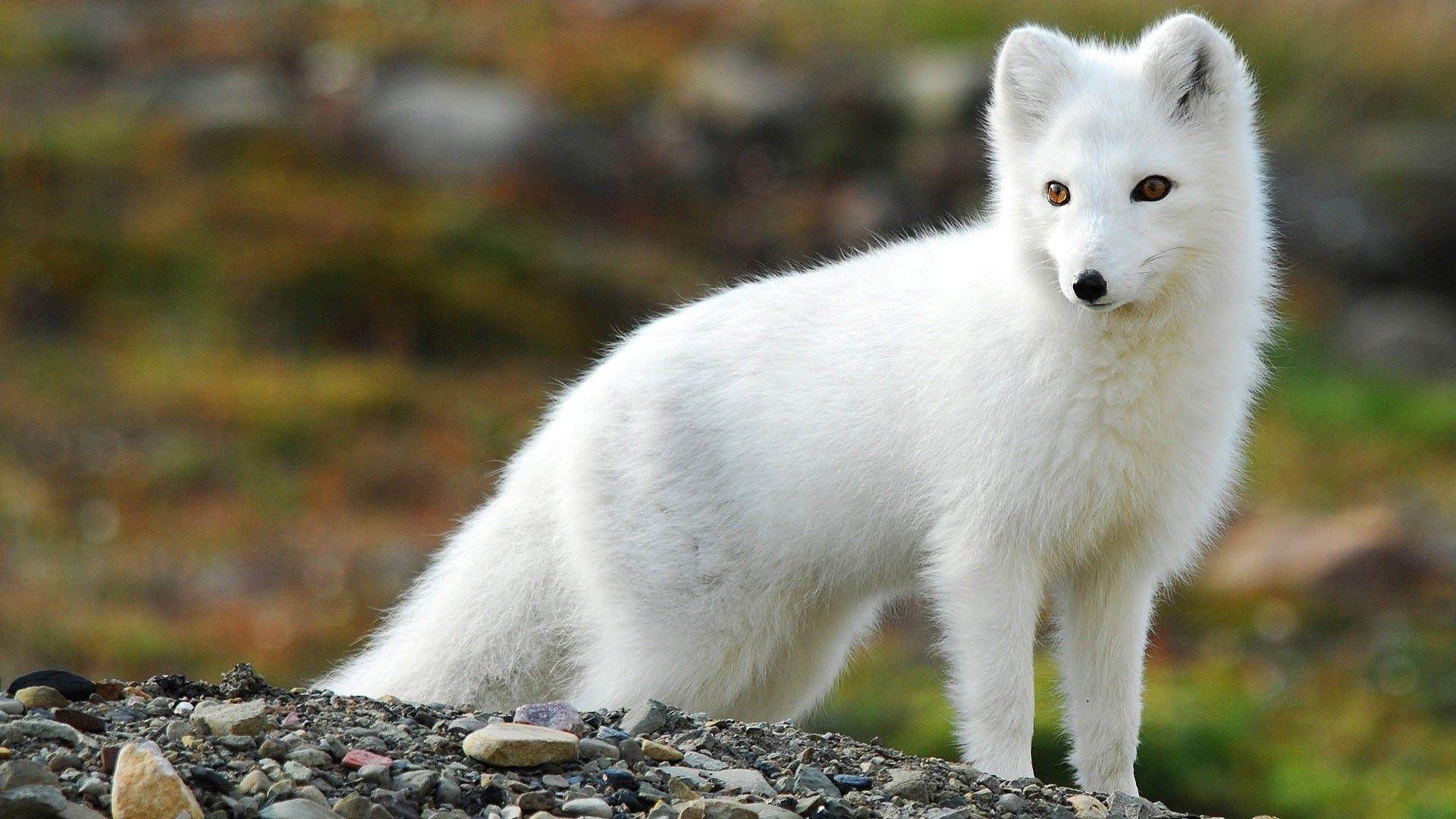 nature, Animals, Fox, Arctic Fox Wallpaper HD / Desktop