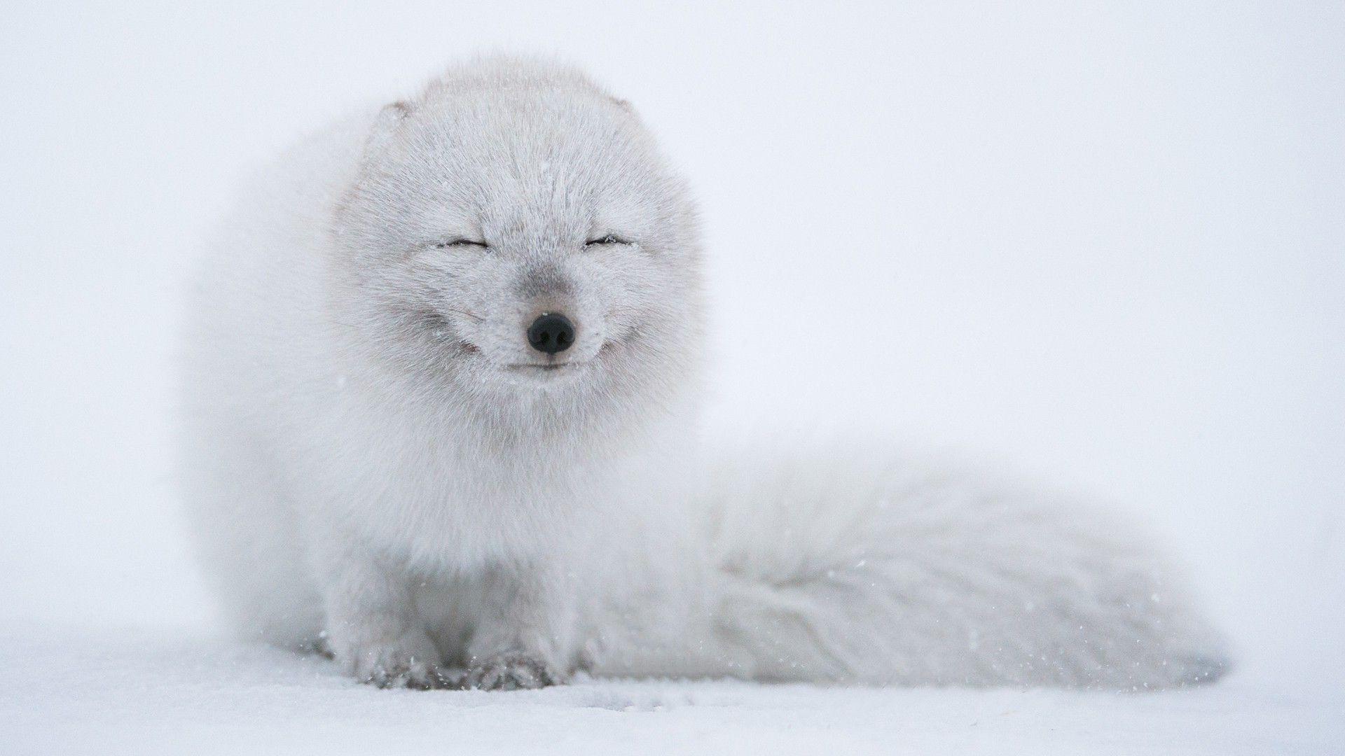 Wallpaper, animals, snow, Arctic, arctic fox, weather, 1920x1080