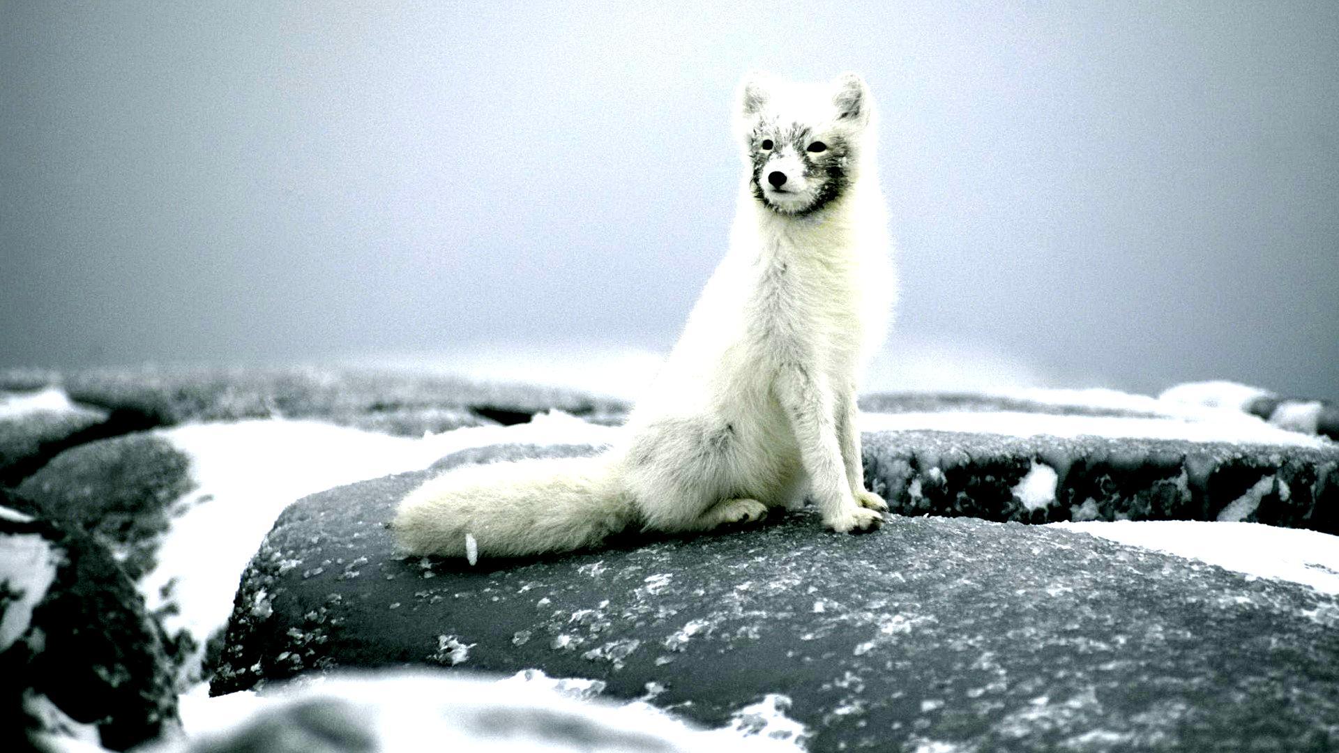 Arctic Fox Background HD