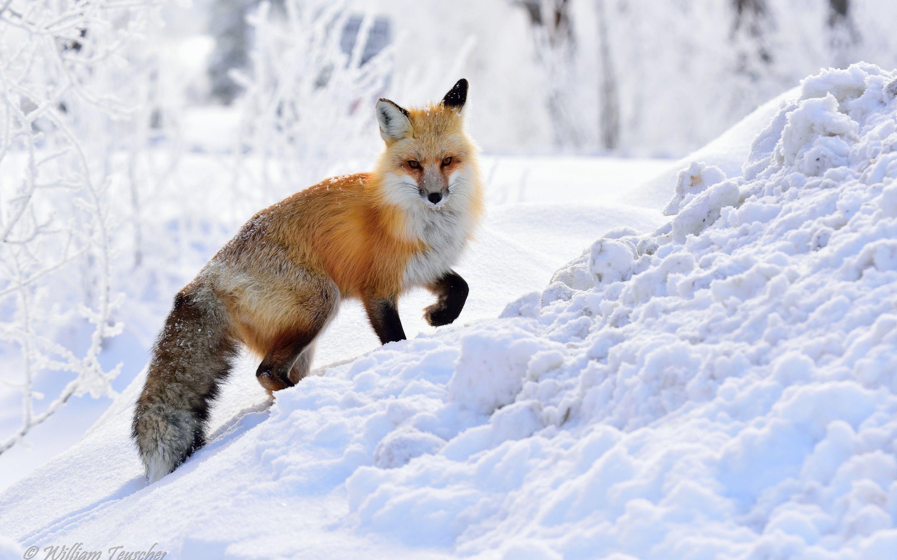 Wallpaper Fox, Winter, Snow, HD, Animals