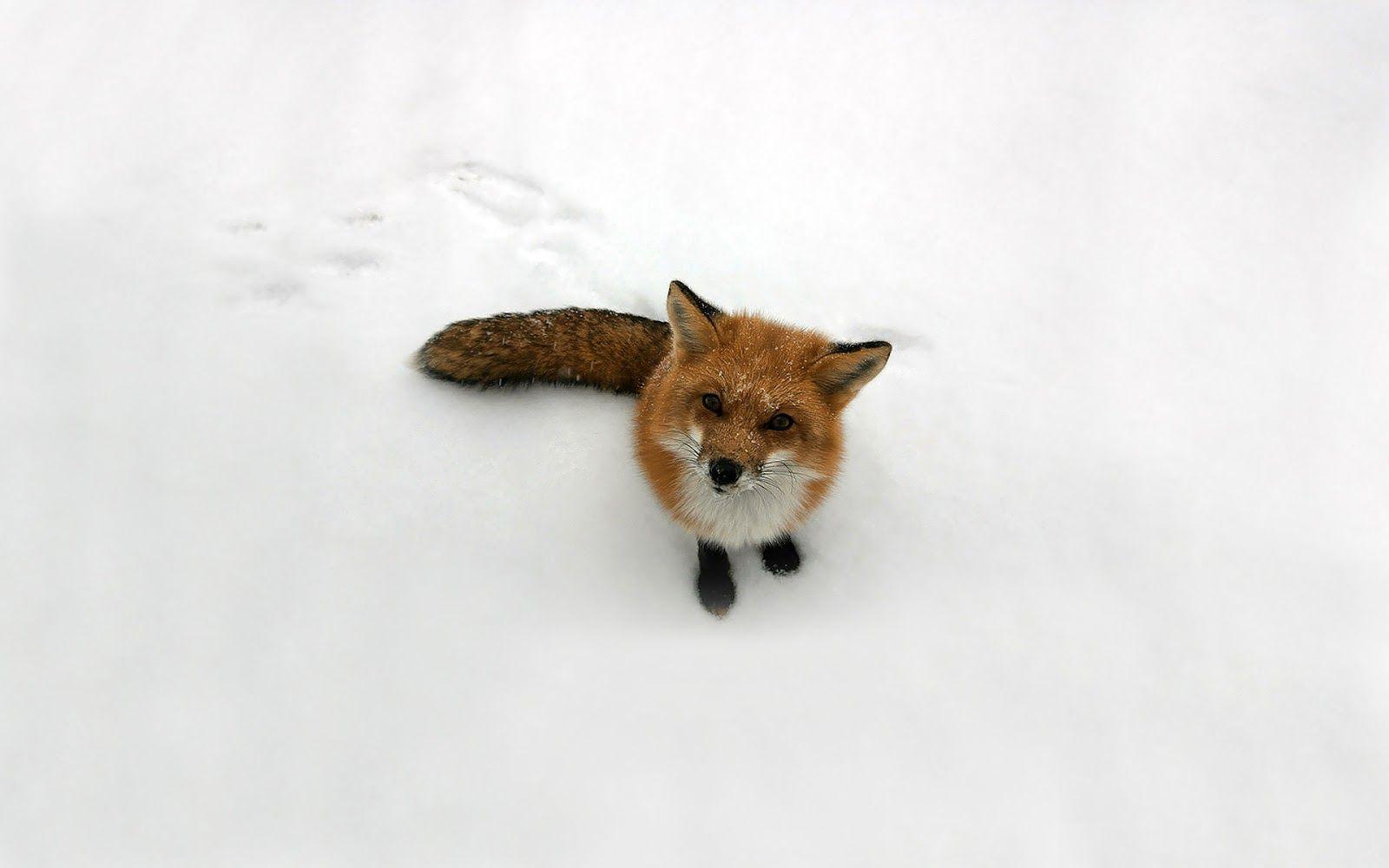 Wallpaper of a red fox in the snow. HD Animals Wallpaper